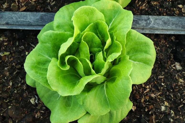 A alface-lisa, fonte de c&aacute;lcio e pot&aacute;ssio, &eacute; ideal para ser utilizada na montagem de hamb&uacute;rguer ou outros lanches 