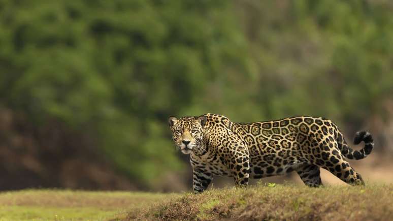 on&ccedil;a pintada &ndash; depositphotos.com / Giedriius