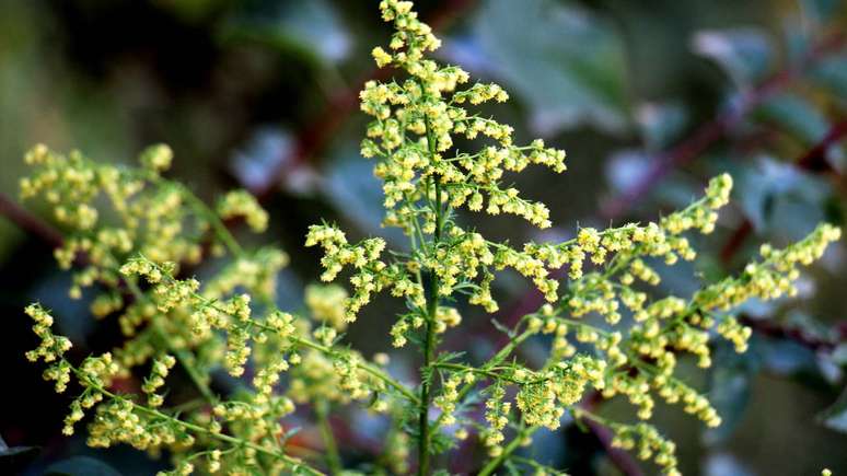 Apesar de fazer parte da medicina chinesa h&aacute; s&eacute;culos, a erva-doce chinesa s&oacute; foi incorporada de forma ampla ao tratamento da mal&aacute;ria ap&oacute;s a d&eacute;cada de 1970 &ndash; depositphotos.com / orestligetka.ukr.net