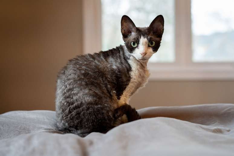 A pelagem do devon rex &eacute; curta, macia e levemente ondulada, por&eacute;m menos uniforme que a do cornish rex 