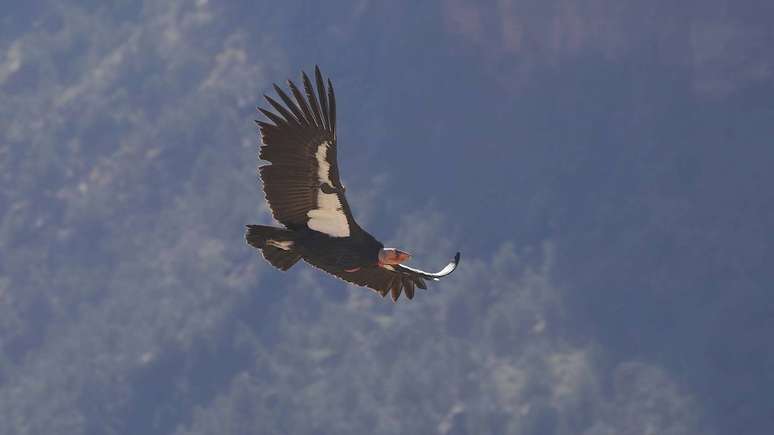 condor-da-Calif&oacute;rnia &ndash;&nbsp;depositphotos.com / vagabond54