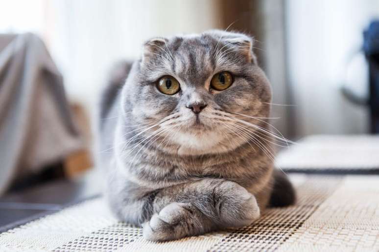 O scottish fold surgiu na Esc&oacute;cia e seu tra&ccedil;o mais marcante s&atilde;o as orelhas dobradas para frente e para baixo 