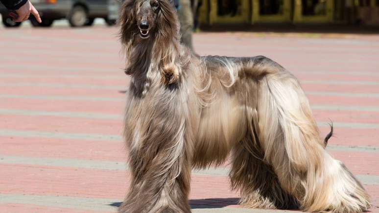 O Afghan Hound exige paci&ecirc;ncia, refor&ccedil;o positivo e compreens&atilde;o do seu temperamento &uacute;nico &ndash; depositphotos.com / volofin