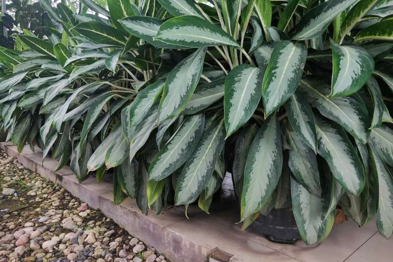 Bonita e poderosa, a Comigo-ningu&eacute;m-pode &eacute; uma planta conhecida por absorver a negatividade 