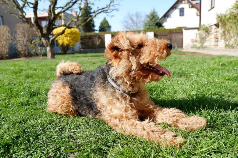 A pelagem do welsh terrier requer escova&ccedil;&atilde;o regular para evitar n&oacute;s e ac&uacute;mulo de sujeira 
