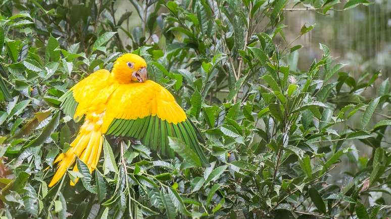 End&ecirc;mica da Amaz&ocirc;nia oriental, a ararajuba depende de florestas preservadas para sobreviver &ndash; depositphotos.com / Junot
