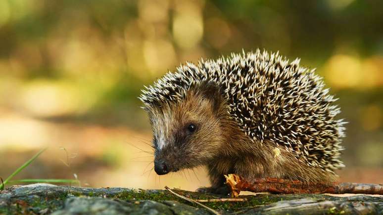 Enquanto cava e remexe o solo em busca de alimento, o porco-espinho melhora a aera&ccedil;&atilde;o da terra e contribui para a reciclagem de nutrientes &ndash; depositphotos.com / kwasny222