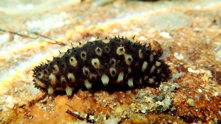 Em modelos experimentais, essas subst&acirc;ncias do pepino-do-mar demonstraram capacidade de interferir em processos centrais do desenvolvimento tumoral &ndash; depositphotos.com / Vojce