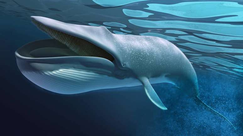 Considerada o animal mais barulhento do planeta, a baleia-azul transforma o oceano em um verdadeiro corredor ac&uacute;stico natural para falar a longas dist&acirc;ncias &ndash; depositphotos.com / Pixelchaos