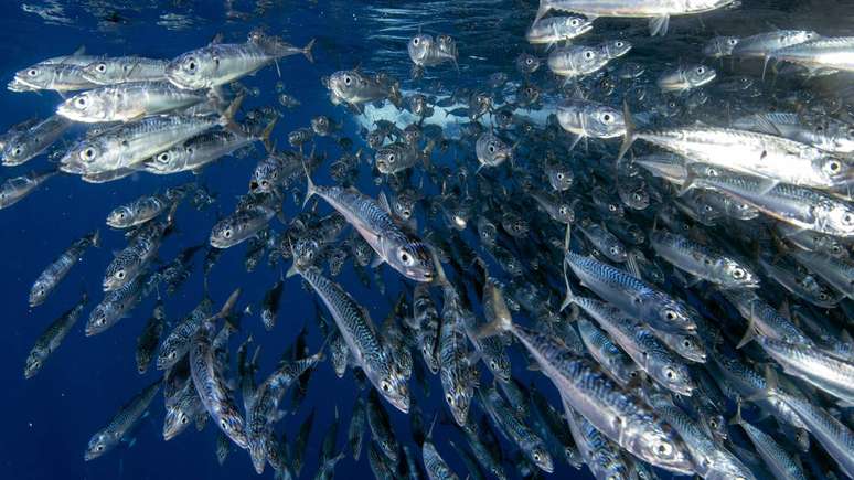 A sardinha e outros pel&aacute;gicos costeiros est&atilde;o entre os mais abundantes do pa&iacute;s e ajudam a explicar por que o Brasil tem mares t&atilde;o produtivos &ndash; depositphotos.com / izanbar