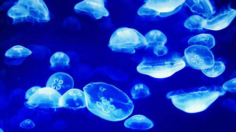 A diferen&ccedil;a entre &aacute;gua-viva e caravela come&ccedil;a no formato do corpo e na forma de vida &ndash; depositphotos.com / matthi