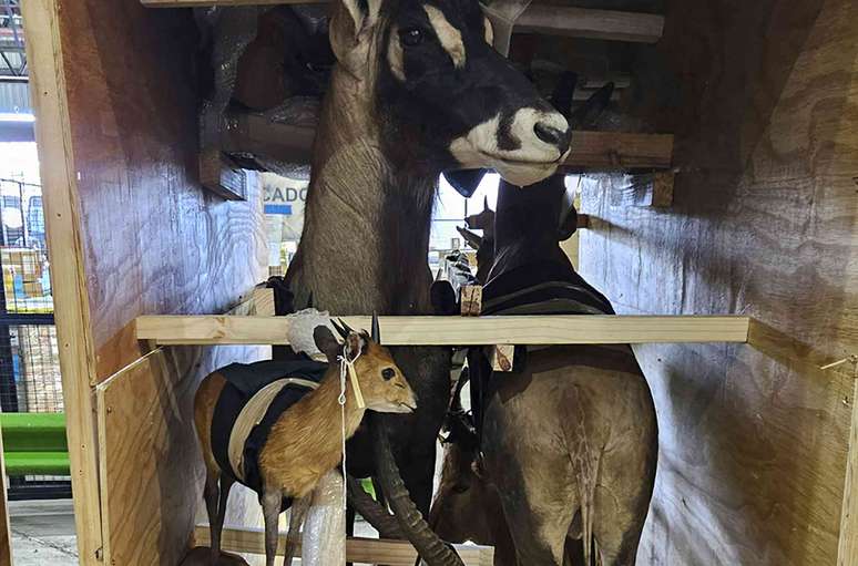 V&aacute;rios animais est&atilde;o posicionados em uma caixa de madeira.