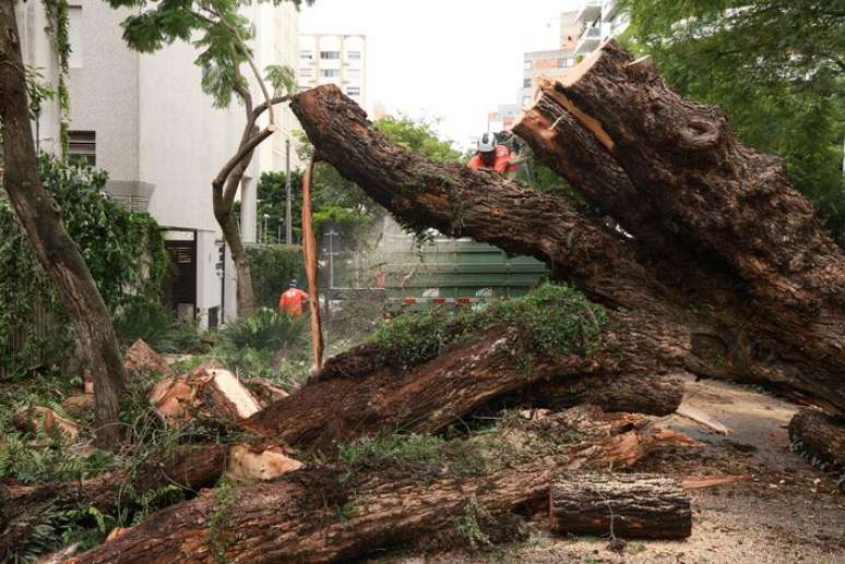 &Aacute;rvore ficou escorada em um pr&eacute;dio do outro lado da via.