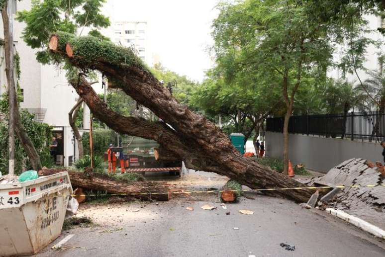 Funcion&aacute;rios da Prefeitura cortaram os galhos em v&aacute;rios peda&ccedil;os.