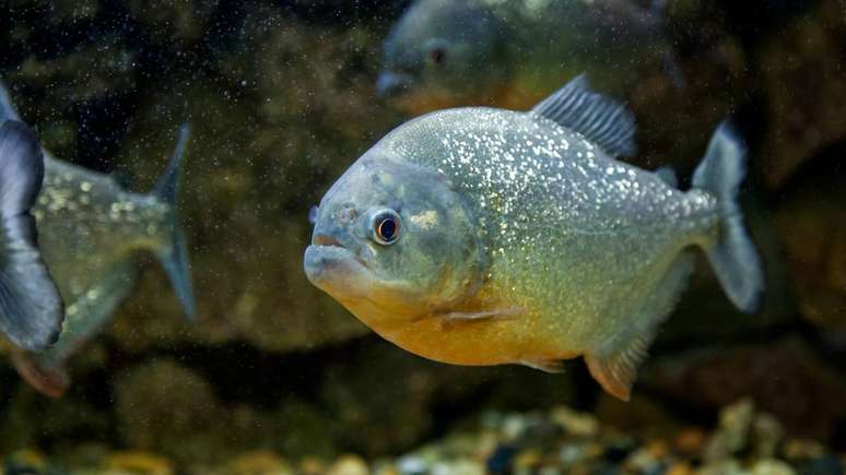 Apesar da fama de assassina, estudos recentes revelam que o perigo real &eacute; bem diferente do que muita gente imagina &ndash; depositphotos.com / everyonensk