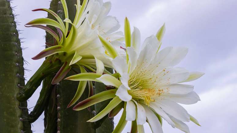 As flores do mandacaru s&atilde;o grandes, de colora&ccedil;&atilde;o branca ou esbranqui&ccedil;ada, com muitas p&eacute;talas e formato que se alongam &ndash; depositphotos.com / Raul_Romario