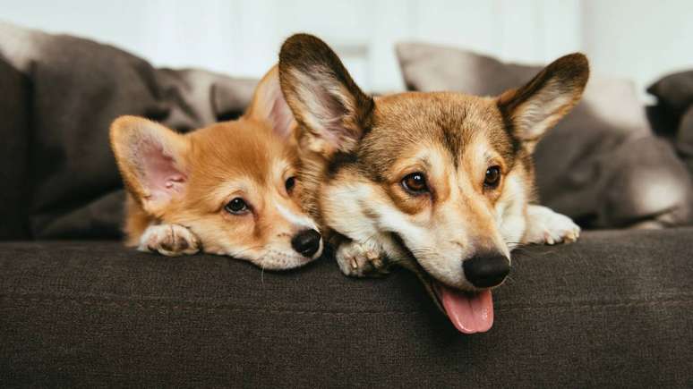 C&atilde;es adultos bem socializados apresentam habilidades compar&aacute;veis &agrave;s de uma crian&ccedil;a humana entre 2 e 5 anos, variando conforme a ra&ccedil;a e o treinamento &ndash; depositphotos.com / AllaSerebrina