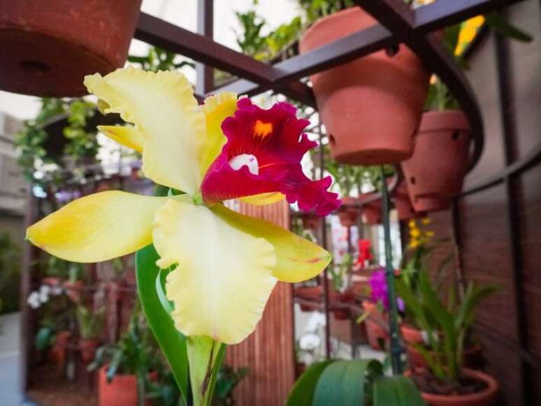 Espa&ccedil;o dedicado &agrave;s orqu&iacute;deas integra biodiversidade, educa&ccedil;&atilde;o ambiental e arquitetura.