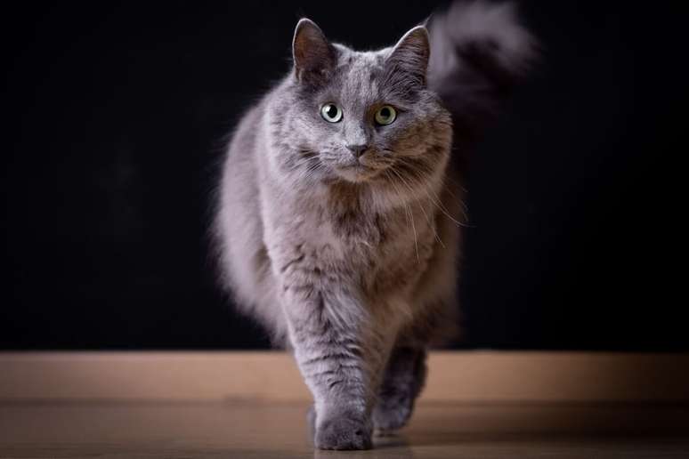 O gato nebelung possui pelagem longa, sedosa e em tom cinza-azulado 