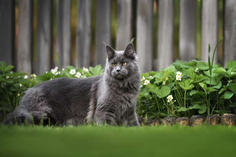 O gato maine coon tem corpo grande, musculoso, cauda longa e pelagem semi-longa 