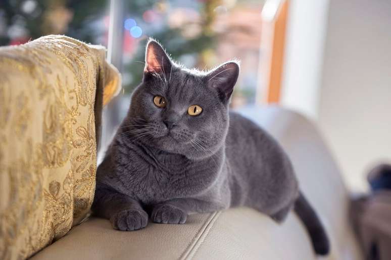 O gato chartreux tem pelagem curta, espessa e lanosa, sempre em tons de cinza-azulado 