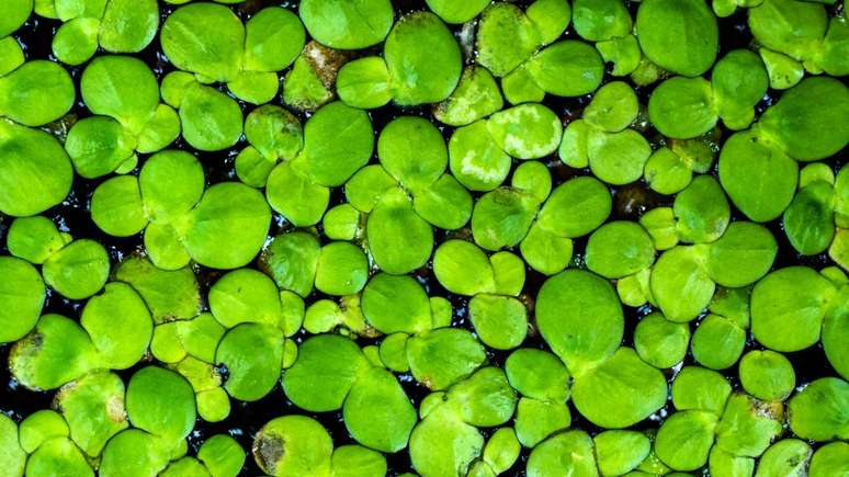 No campo da nutri&ccedil;&atilde;o, a lentilha-d&rsquo;&aacute;gua chama aten&ccedil;&atilde;o pela combina&ccedil;&atilde;o de prote&iacute;nas vegetais e minerais &ndash; depositphotos.com / Noppharat_th