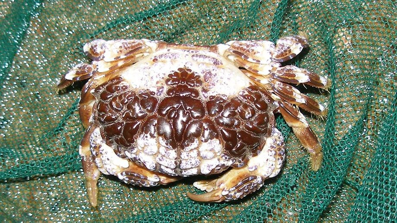 Caranguejo do diabo &ndash; Dom&iacute;nio p&uacute;blico