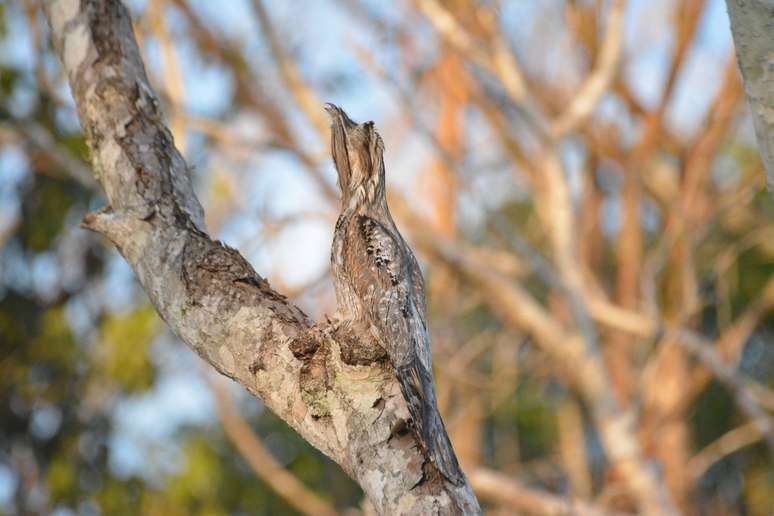Seu aspecto, comportamento e canto misterioso inspiraram lendas folcl&oacute;ricas em regi&otilde;es rurais da Am&eacute;rica do Sul