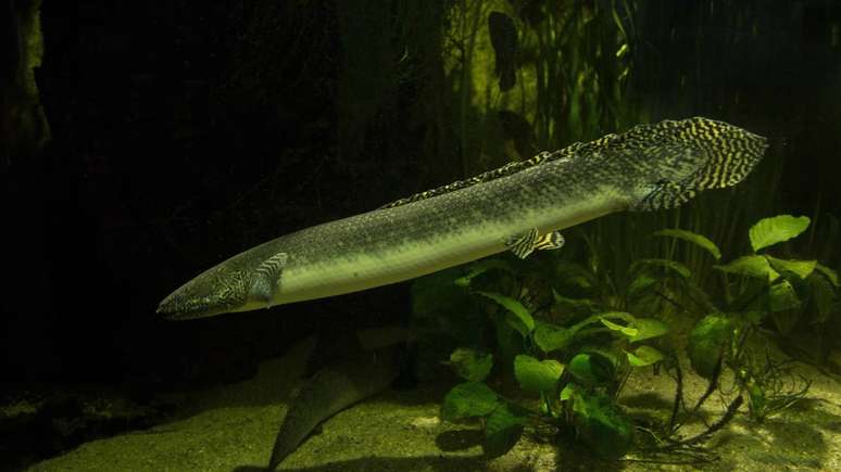 Peixe pulmonado &ndash; depositphotos.com / white_night