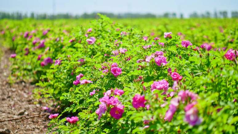 A rosa damascena &eacute; a base de muitos perfumes de alta perfumaria, assim como de linhas de cosm&eacute;ticos para hidrata&ccedil;&atilde;o e cuidado da pele &ndash; depositphotos.com / jiangtu
