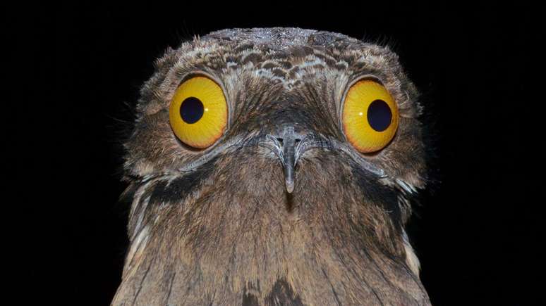 O urutau &eacute; uma das esp&eacute;cies de aves noturnas mais enigm&aacute;ticas da Am&eacute;rica do Sul e Central