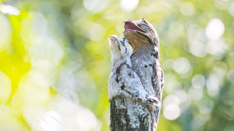 O urutau p&otilde;e um &uacute;nico ovo, que resguarda no topo de um galho at&eacute; a eclos&atilde;o.