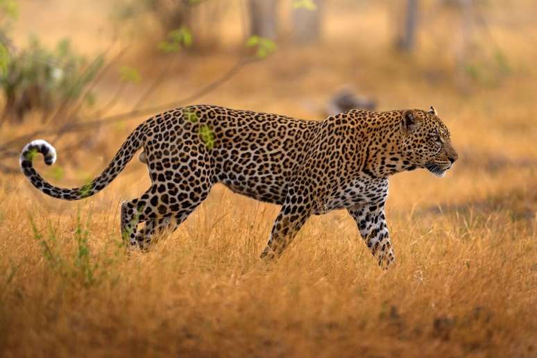 O leopardo &eacute; mais magro e leve que a on&ccedil;a-pintada, com apar&ecirc;ncia mais alongada 