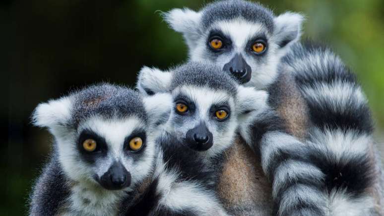 Dos l&ecirc;mures aos camale&otilde;es coloridos, passando pelos ic&ocirc;nicos baob&aacute;s, a fauna e a flora de Madagascar s&atilde;o resultado de evolu&ccedil;&atilde;o independente, variedade de climas e milh&otilde;es de anos de adapta&ccedil;&atilde;o &ndash; depositphotos.com / izanbar