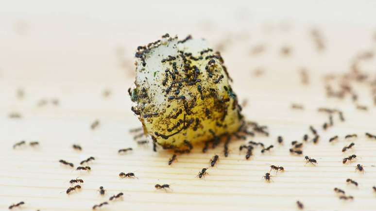 O olfato apurado e a comunica&ccedil;&atilde;o qu&iacute;mica fazem das formigas especialistas em localizar alimentos a&ccedil;ucarados em cozinhas e quintais &ndash; depositphotos.com / muro