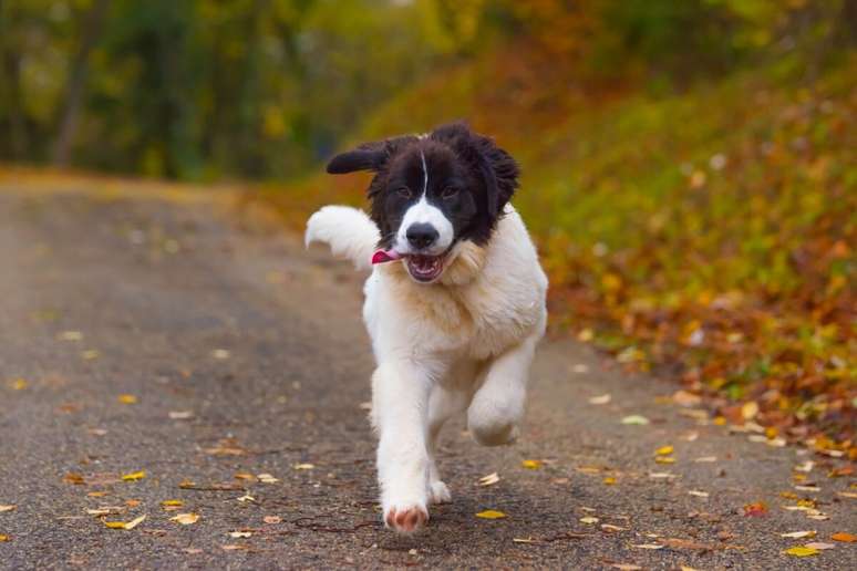 A pelagem longa e densa do landseer exige escova&ccedil;&atilde;o frequente 