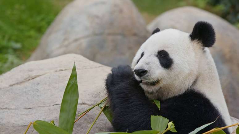 யானைகள், பாண்டாக்கள், புலிகள் மற்றும் ஒராங்குட்டான்கள் கிரகத்தின் மிகப்பெரிய உயிரியல் பூங்காக்களில் வாழ்கின்றன - depositphotos.com / leungchopan