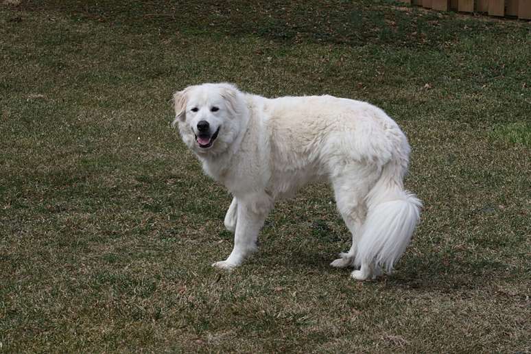 Grande, peludo e resistente ao frio, o C&atilde;o de montanha dos pireneus &eacute; tranquilo com a fam&iacute;lia e atento na prote&ccedil;&atilde;o do territ&oacute;rio 