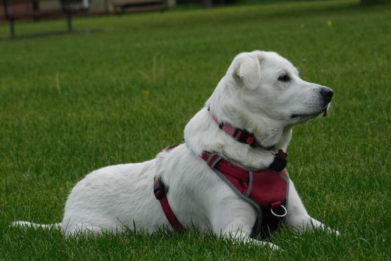 De origem turca, o akbash &eacute; um cachorro independente, com postura vigilante e pelagem que se adapta ao clima 