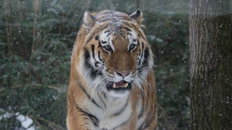 பார்வைக்கு அப்பால், பிராங்க்ஸ் மிருகக்காட்சிசாலை மற்றும் ஸ்மித்சோனியன் தேசிய மிருகக்காட்சிசாலை போன்ற ராட்சதர்கள் இனப்பெருக்கம் மற்றும் அறிவியல் ஆராய்ச்சி திட்டங்களுக்கு தலைமை தாங்குகிறார்கள் - depositphotos.com / jenta