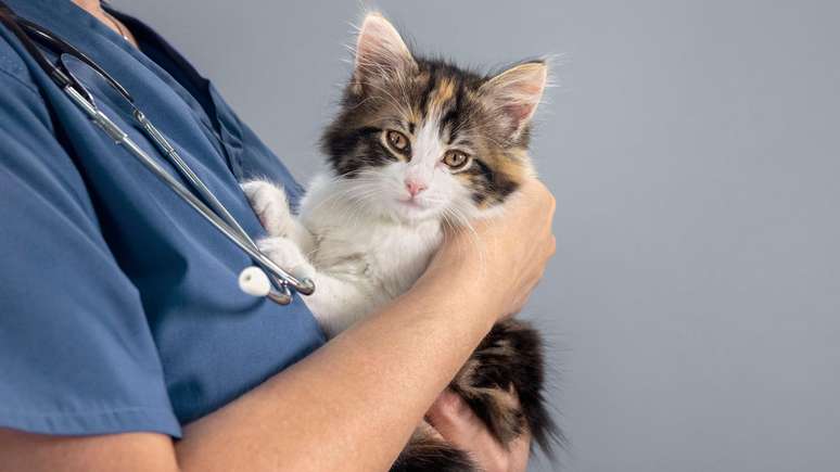 O c&acirc;ncer &eacute; uma das principais causas de doen&ccedil;as em gatos