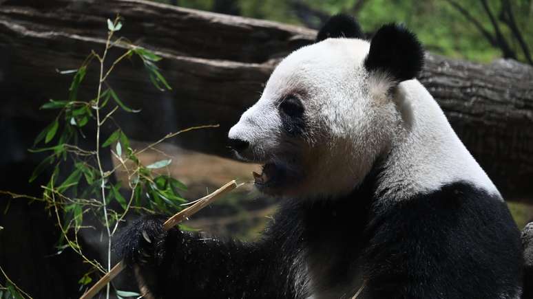 Em janeiro, milhares de pessoas fizeram fila no Zool&oacute;gico Ueno, no Jap&atilde;o, para se despedir dos pandas Lei Lei (foto) e Xiao Xiao, que seguiram de volta para a China em consequ&ecirc;ncia do aumento das tens&otilde;es entre os dois pa&iacute;ses
