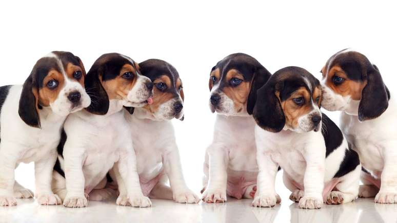 Avan&ccedil;os como organoides, &ldquo;&oacute;rg&atilde;os em chip&rdquo; e modelagem computacional podem reduzir gradualmente a necessidade de testes em c&atilde;es &ndash; depositphotos.com / Gelpi