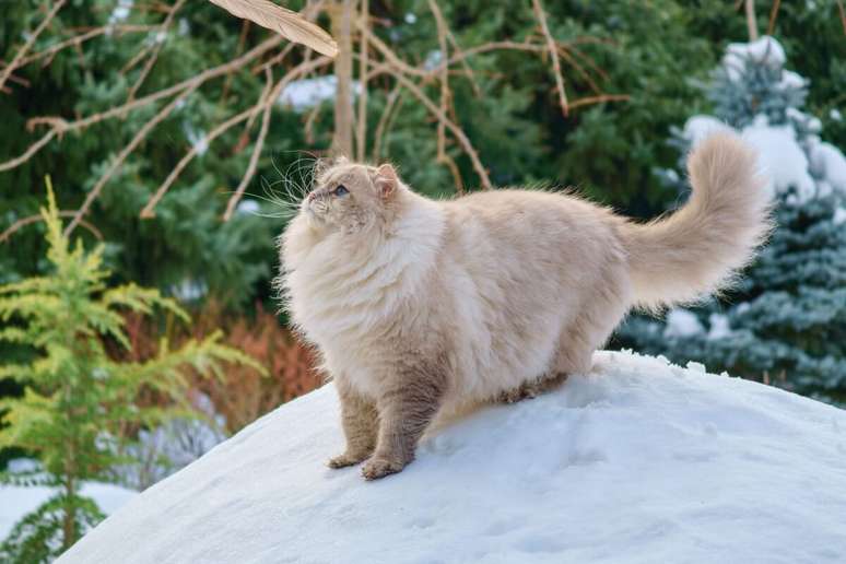 O neva masquerade &eacute; um gato grande, robusto e com pelagem longa 