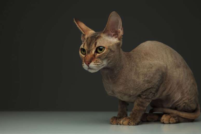 O peterbald &eacute; um felino elegante, de corpo alongado, cabe&ccedil;a triangular e orelhas grandes 