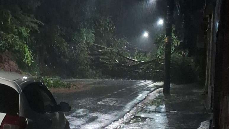 Trecho compreendido pelas ruas Olavo Bilac e Rua Bernardo Mascarenhas est&aacute; completamente fechado em raz&atilde;o da queda de uma &aacute;rvore.