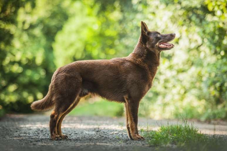 O kelpie australiano &eacute; um c&atilde;o ativo e atl&eacute;tico, demandando alimenta&ccedil;&atilde;o equilibrada 