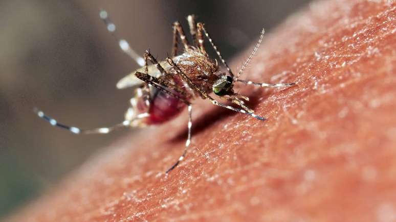 mosquito mansonia_depositphotos.com / tramontina