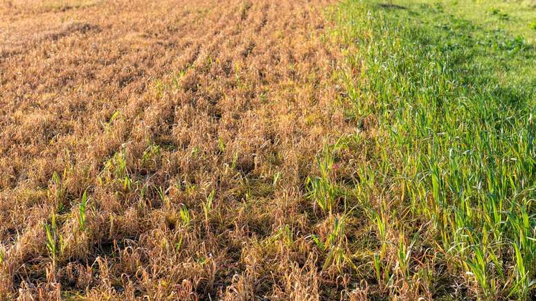 Glifosato_depositphotos.com / Pixavril