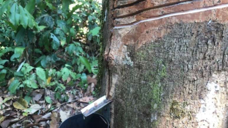 பிரித்தெடுக்கும் காப்பகத்தில் உள்ள ரப்பர் மரத்திலிருந்து பால் வெளிவருகிறது